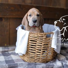 Great Dane Puppies from Hundeity Great Danes