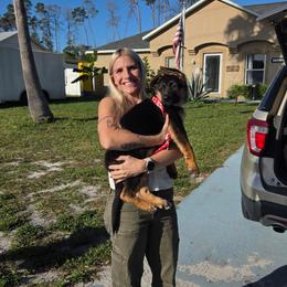 Yellow - Black and red female German Shepherd puppy in Spring Hill, Florida from Iron Crest Shepherds