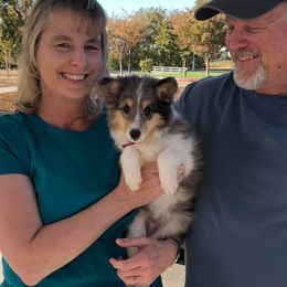 Shetland Sheepdog Puppies from Mountain Ash Farms