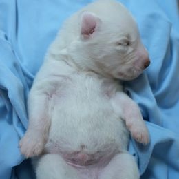 Odin - White male Siberian Husky puppy in Miami, Florida from Blue Moon Huskies
