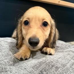 Toffee - Cream male Dachshund puppy in Bradenton, Florida from Winsor Family Dachshunds