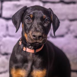 Pink Girl - Black and rust female Doberman Pinscher puppy in Shelby, North Carolina from IronBee Dobermans