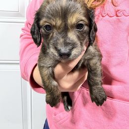 Badger(1400) - Brindle male Dachshund puppy in Mansfield, Missouri from Owens Farm