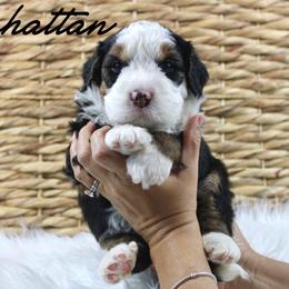Manhattan - Tri-color male Bernedoodle puppy in Casa Grande, Arizona from AzDoodle Dandies