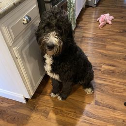 Daisy - Bernedoodle