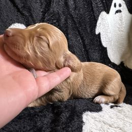 Autumn - Cream female Dachshund puppy in Mount Airy, North Carolina from Pine Ridge Mini Doxies