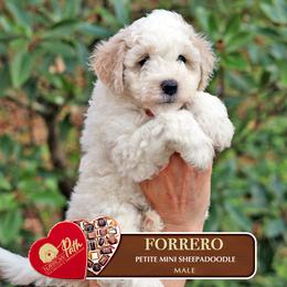 Forrero - Brown and white male Sheepadoodle puppy in Cleveland, Tennessee from Narrow Path Old English & Sheepadoodles