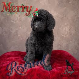 Merry - Black female Poodle puppy in Nederland, Texas from Lingo Standard Poodles