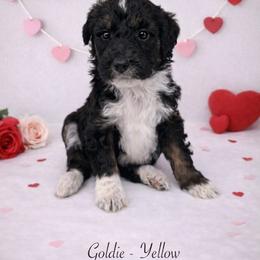 Goldie - Black female Sheepadoodle puppy in Thornville, Ohio from Four Front Doodles & Friends