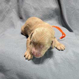Alex - Cream male Goldendoodle puppy in Georgetown, Tennessee from Georgetown designer and purebred puppies