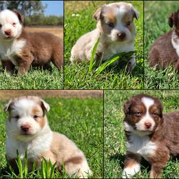 Miniature Australian Shepherd puppies from Aloe Aussies