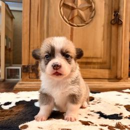 Red female - Red female Pembroke Welsh Corgi puppy in Johnson City, Texas from McCall Creek Corgis