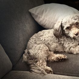 Delilah - Havanese