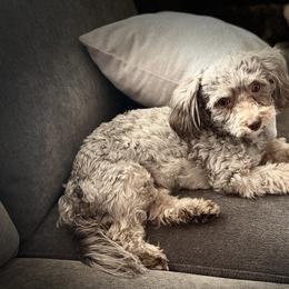 Delilah - Havanese