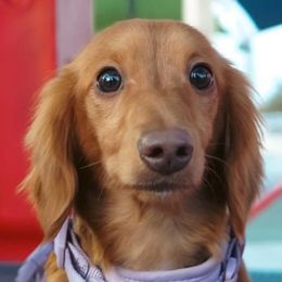 Hazel - Dachshund