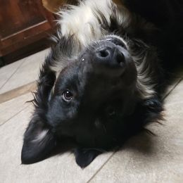 Kodi - Australian Shepherd