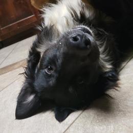 Kodi - Australian Shepherd