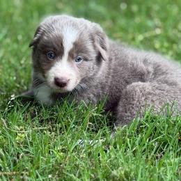 Lilac 2 - smooth- 1495 - Lilac male Border Collie puppy in Nashville, Arkansas from Whisenhunt Farms