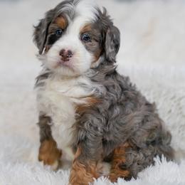 Lag - Merle male Bernedoodle puppy in Dundee, Ohio from Down Home Doodle