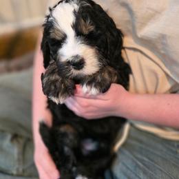 Whiskey - Tri-color male Bernedoodle puppy in Malden, Illinois from Doting Doodles