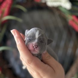 Zelda - Blue and white female Chihuahua puppy in Harrison, Michigan from Cloud9 Chihuahuas