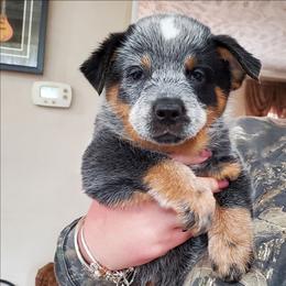 Half mask blue - Blue male Australian Cattle Dog puppy in Lenoir, North Carolina from Blue Coyote Ranch
