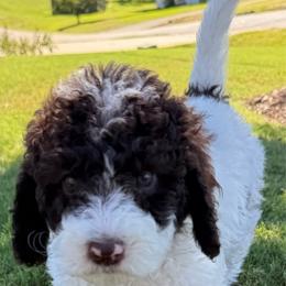 Buttons - Brown and white female Sheepadoodle puppy in Inman, South Carolina from Mossy Doodles LLC