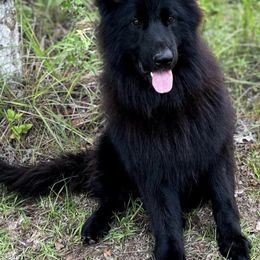 German Shepherd puppies from Central Florida Shepherds