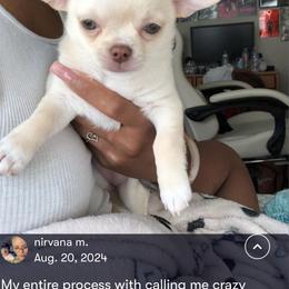 Chihuahua Puppies from Rebel’s Mighty Chihuahuas