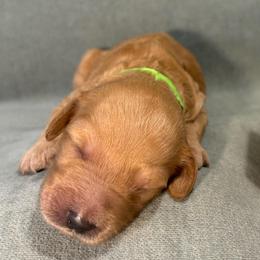 Sage - Apricot male Goldendoodle puppy in Rochester, New York from Willowgreen Goldendoodles