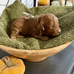 Mr Blue - Red male Cavapoo puppy in Nampa,, Idaho from Clig Doodle Days