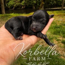 Sangria - Black and white female Aussiedoodle puppy in Mulino, Oregon from Korbella Farm