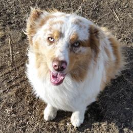 Australian Shepherds from Diamond M Aussies