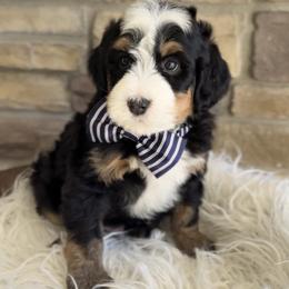 Bernedoodle, Cavapoo, and Goldendoodle Puppies from Blackberry Farm Puppies