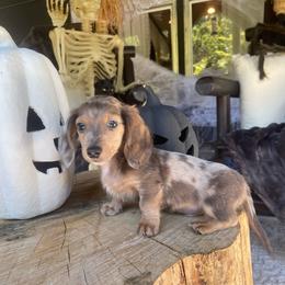 Stitch - Dapple male Dachshund puppy in Washburn, Tennessee from Clinch Mountain Dachshunds
