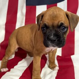 Miss Pink - Fawn female Boxer puppy in Palm Coast, Florida from Starlight Boxer Corner