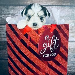 Ruby - Piebald female Morkie puppy in Tampa Bay, Florida from Woodpecker Ridge Pups