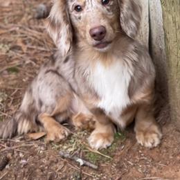 Gibbs - Dachshund