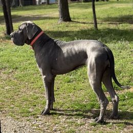 Delilah - Great Dane