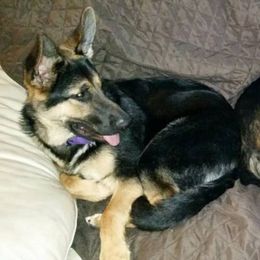 German Shepherds and Russell Terriers from EEK Ranch Puppies