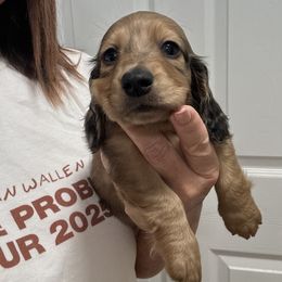 Boy 1 - male Dachshund puppy in Pitkin, Louisiana from 5F Dachshunds
