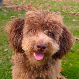 Baby Doll - Poodle