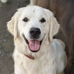 Goldendoodles and Golden Retrievers from So Lucky Farm Goldendoodles