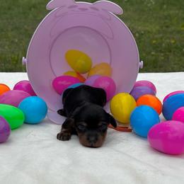 Sabrina - Black and tan female Dachshund puppy in Athens, Alabama from Weidenthal Dachshunds