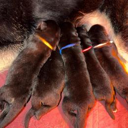 Yellow Collar - Bi-color male German Shepherd puppy in Davenport, Florida from Pray Love Shepherd Kennels