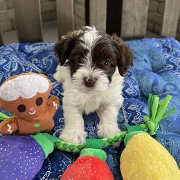 Charlie Brown - Chocolate male Havanese puppy in Pima County, Arizona from Havanese of the Sonoran Desert