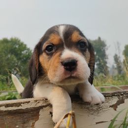 Dune - Black tan and white male Beagle puppy in Colville, Washington from Rosehaven Homestead
