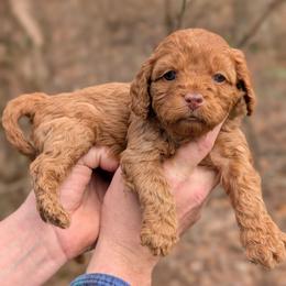 Spring - Red female Cavapoo puppy in Coshocton, Ohio from Forever Family Puppies
