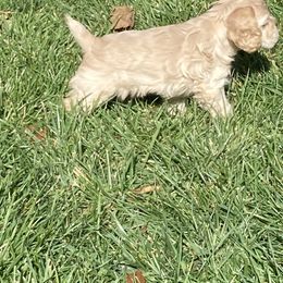 Cocker Spaniel Puppies from Doc's Cockers