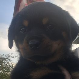 Boy 1 - Black and mahogany male Rottweiler puppy in De Witt, Iowa from Irish Eyes Kennels